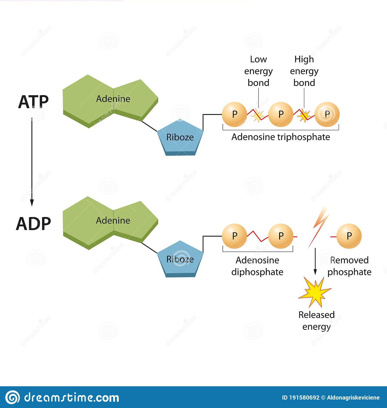 ATP molekul