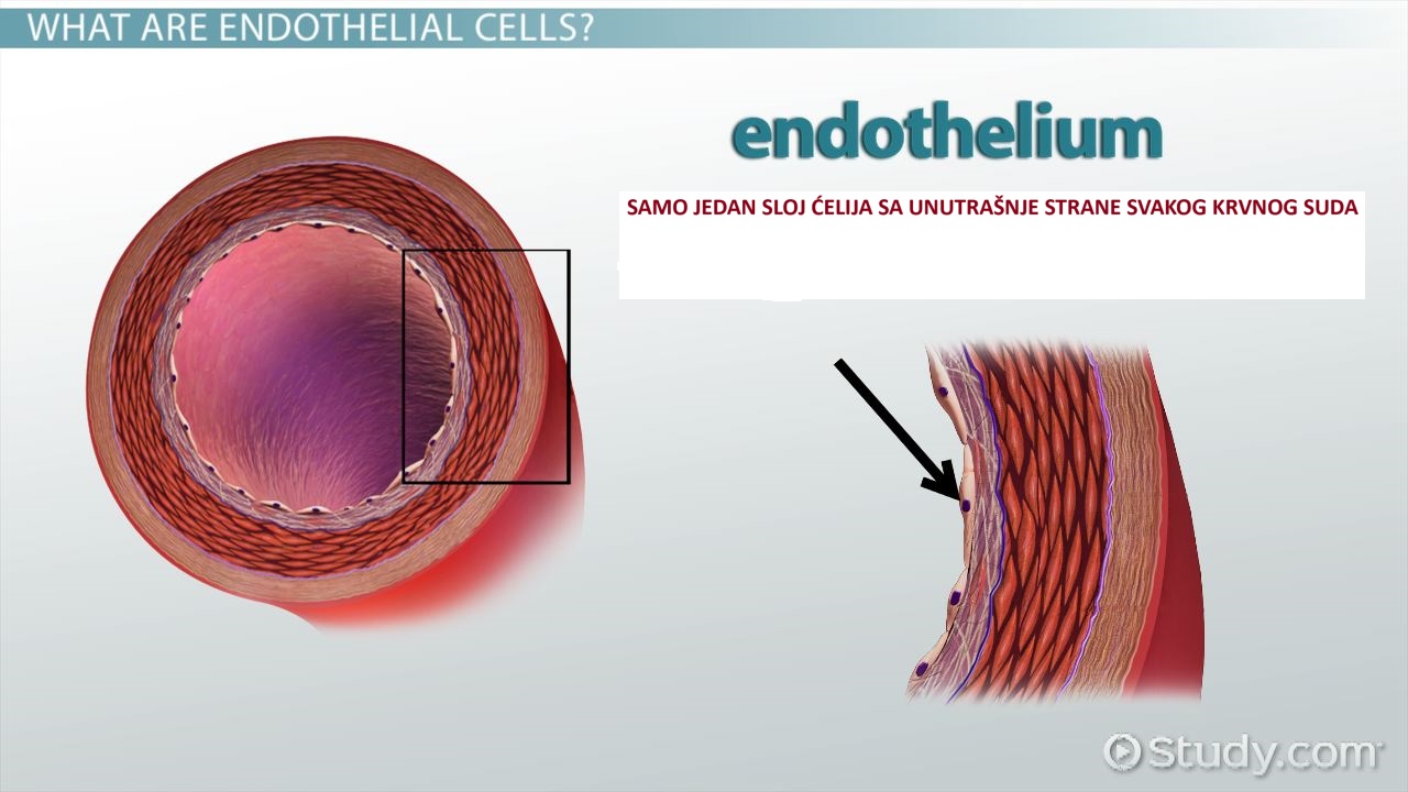 Mitochondria